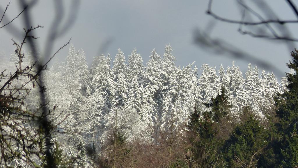 Haus Wald-Eck Daire Schmallenberg Dış mekan fotoğraf